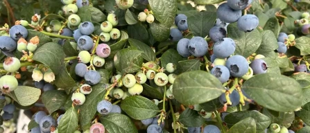 Andalusia secondo polo europeo dei mirtilli dopo la Polonia: produzione e export in forte crescita-image