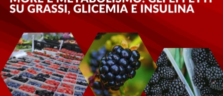 More e metabolismo: cosa succede davvero a grassi, glicemia e sensibilità insulinica-image