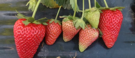 GIUSY® CIVH413, a new June-bearing variety for the premium strawberry segment-image