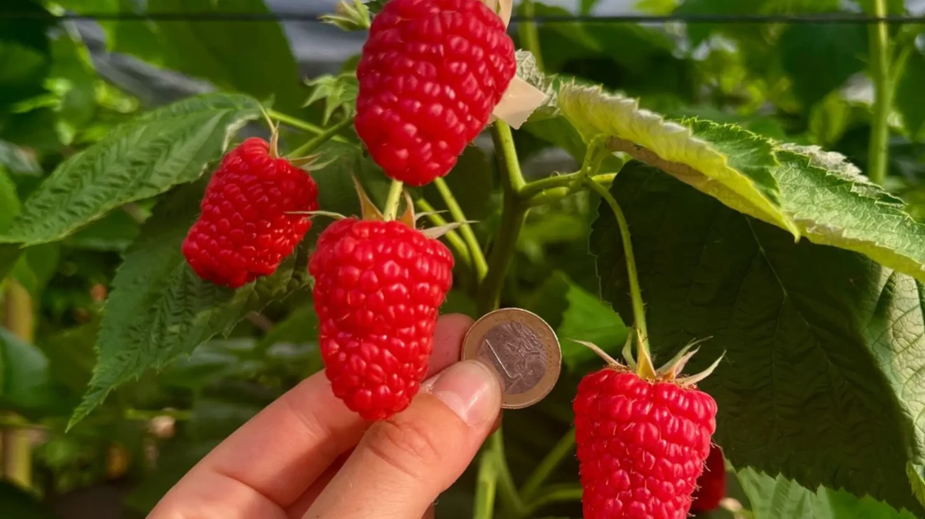 EasyRose®: il nuovo lampone rifiorente con portamento eretto di Lucchini Berries-image