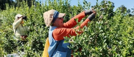 Lamponi in Cile: nuove varietà e coltivazioni al sud-image