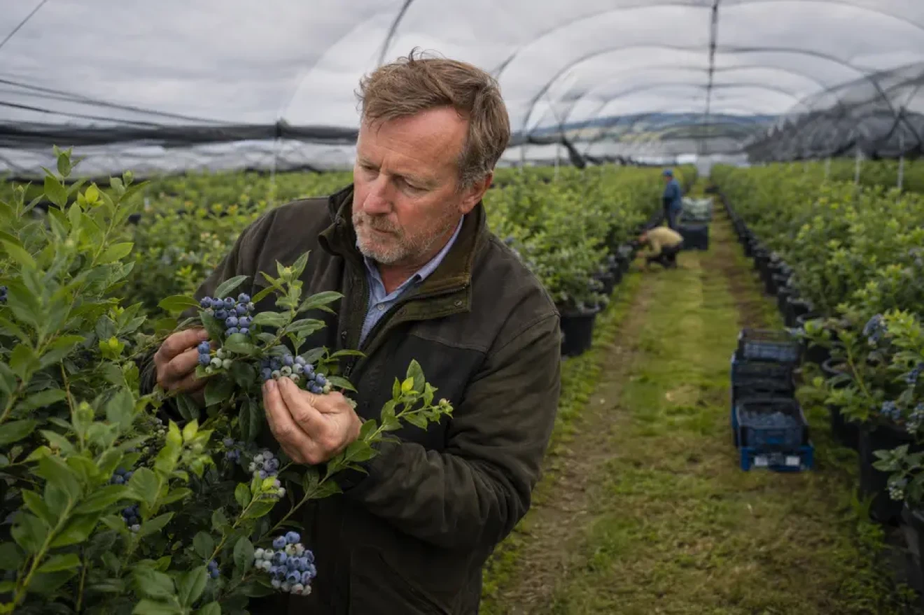 Local blueberries and imports: UK and Italy face the same challenge-image