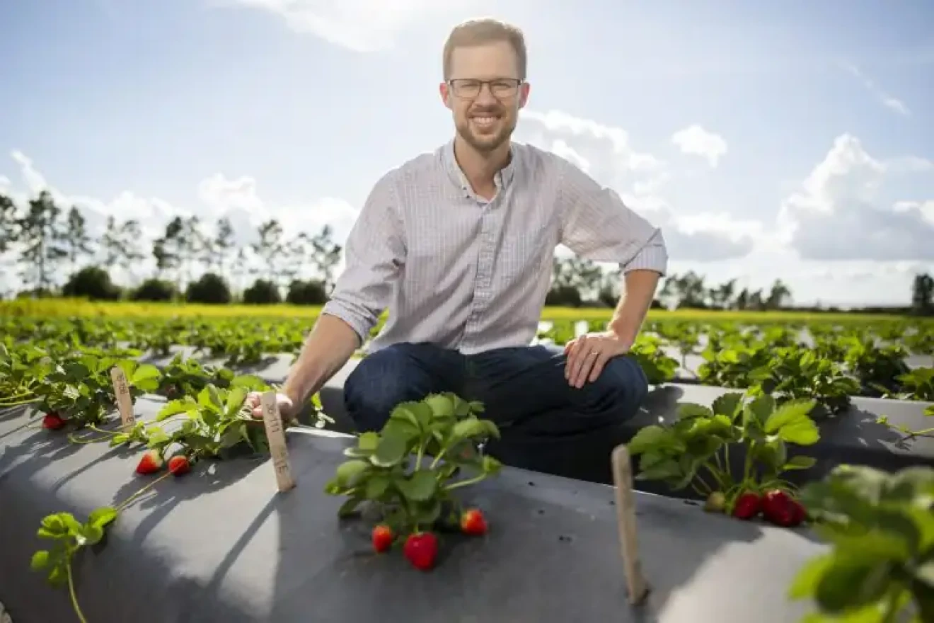 Fragole moderne: un’eredità genetica lunga secoli-image