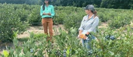 Future blueberries: Naturipe breeds sweeter, crunchier and longer-lasting varieties in Michigan-image