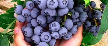 Duke blueberries: balanced nutrition is key in soilless cultivation-image