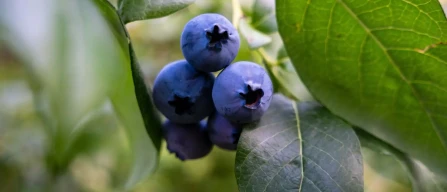 Mirtilli: come sono diventati un driver strategico per l’ortofrutta britannica-image