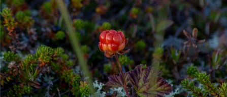 Germania, febbraio in frenata per i piccoli frutti: volumi in forte calo, prezzi in aumento-image