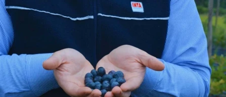 Argentina: INTA Concordia sviluppa nuove varietà di mirtillo: più qualità, resa e adattamento-image