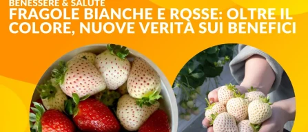 Fragole bianche e rosse: oltre il colore, nuove verità sui benefici-image