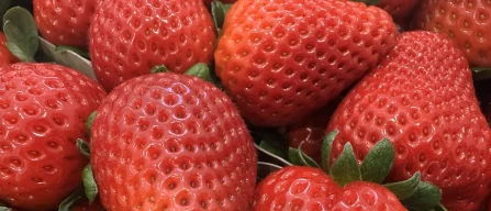 CREA: fragola protagonista a Berry Area 2026 con due appuntamenti strategici-image