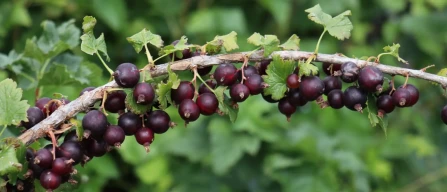 Josta and grafting on ribes odoratum, Alciati's bet-image