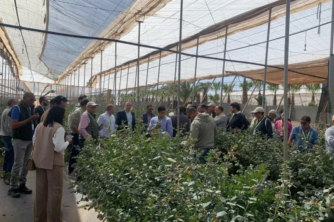 Matías™, a new blueberry variety: large fruit, high resistance and long shelf life-image