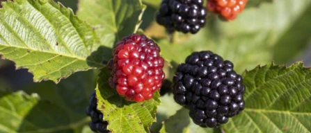 More in Florida: la nuova scommessa dolce dei piccoli frutti-image