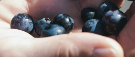 Global blueberry prices decline by 1% in week 14, with drops in premium and organic segments-image