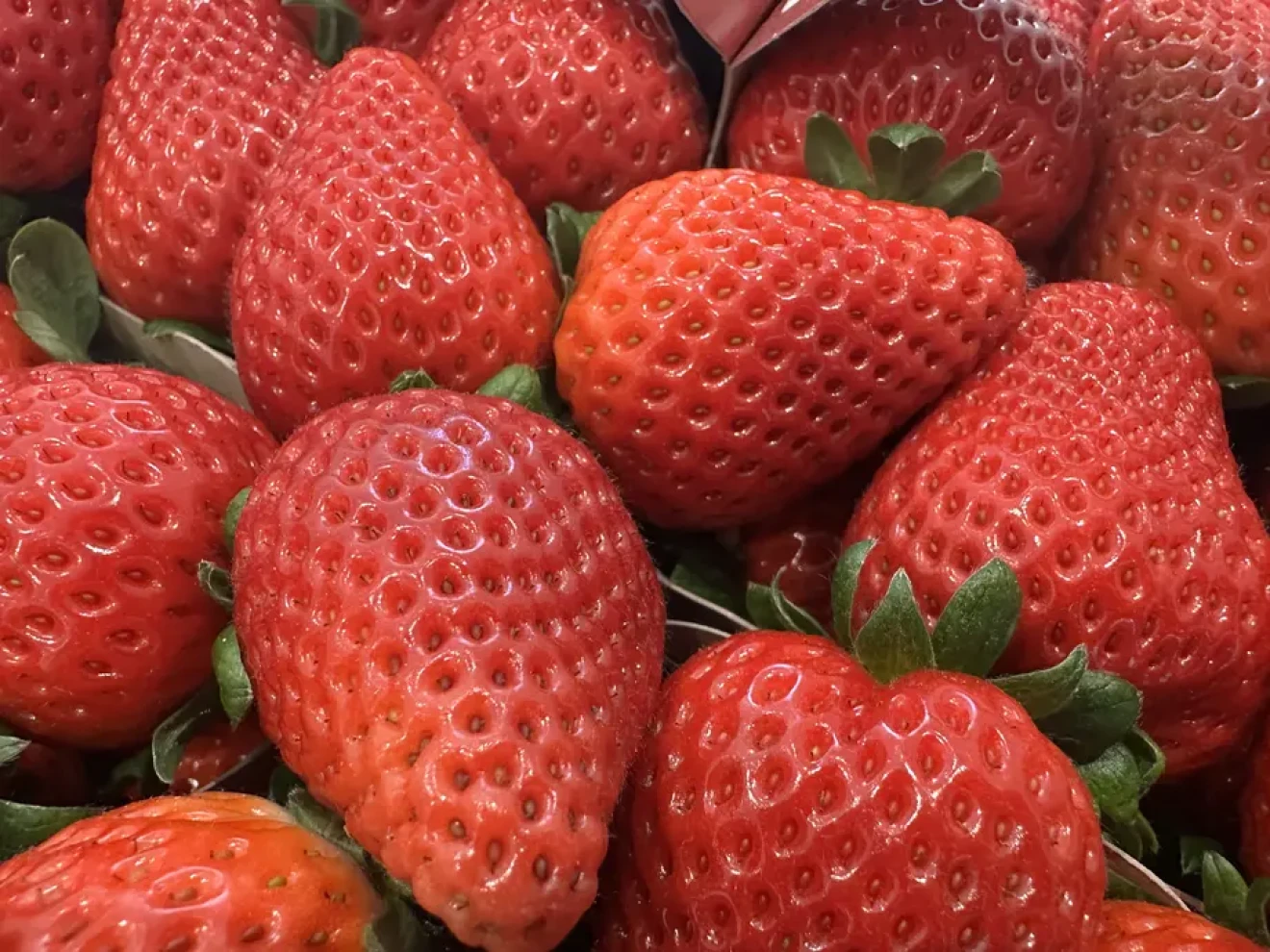 CREA: fragola protagonista a Berry Area 2026 con due appuntamenti strategici-image