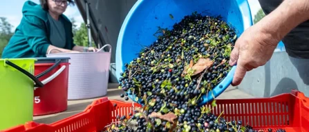 Finland: prices have tripled while lowbush blueberry picking is booming-image