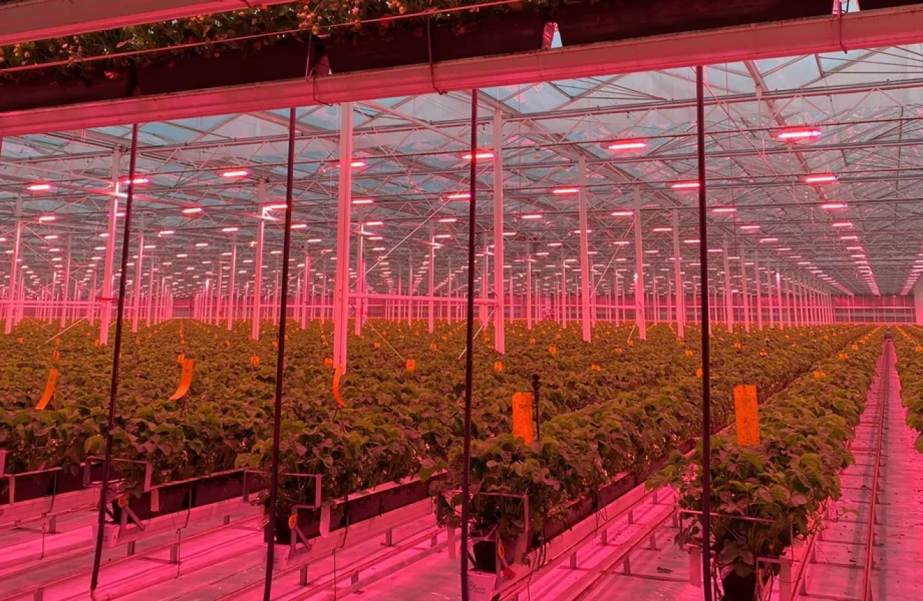 Royal Berry acquisirà Dutch Berries: nasce un polo da 110 ettari per le fragole olandesi-image