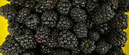 Berries 2025–2026: blueberry quality and postharvest challenges across USA, EMEA and LatAm-image