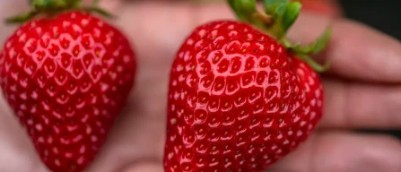 Come il breeding può sostenere lo sviluppo e l’efficienza dei produttori di piccoli frutti – la prospettiva di GPG-image