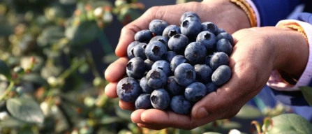 Crisi acqua e lavoro in agricoltura: soluzioni urgenti-image