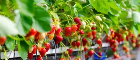 Netherlands boom: strawberries double in 15 years-image