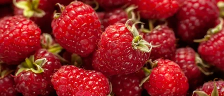 Berries in Italian e-commerce: -3.7% for raspberries in week 19/2025-image