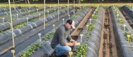 CIV Strengthens Strawberry Research: Juan Carlos Gutierrez Ruiz Appointed Breeder for Mediterranean Markets-image