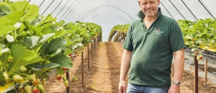 Lidl is investing £500 million in British berries-image