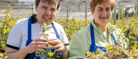 Inclusive Blueberry Team in Cesano Boscone: work, nature and autonomy for people with disabilities-image