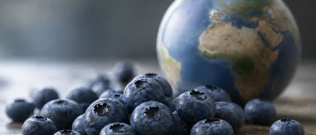 Prezzi mirtilli globali: +0,1% settimana 18/2026, premium +8,67%, referenze -13%-image