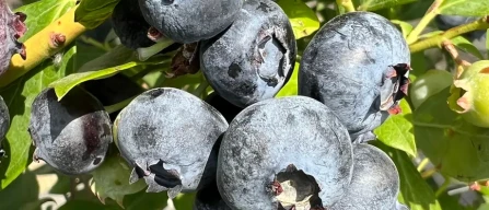 Nordica A81, Battistini Vivai porta in Italia la nuova genetica di mirtillo Blueberica-image