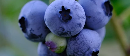 Blueberry exports from Peru expected to recover in the coming 2024/25 season-image