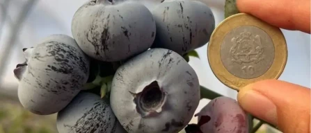 Morocco fourth largest exporter of blueberries with 31% of global trade-image