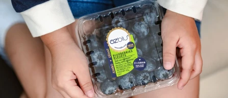 First OZBlu blueberries by air reach record price in China-image