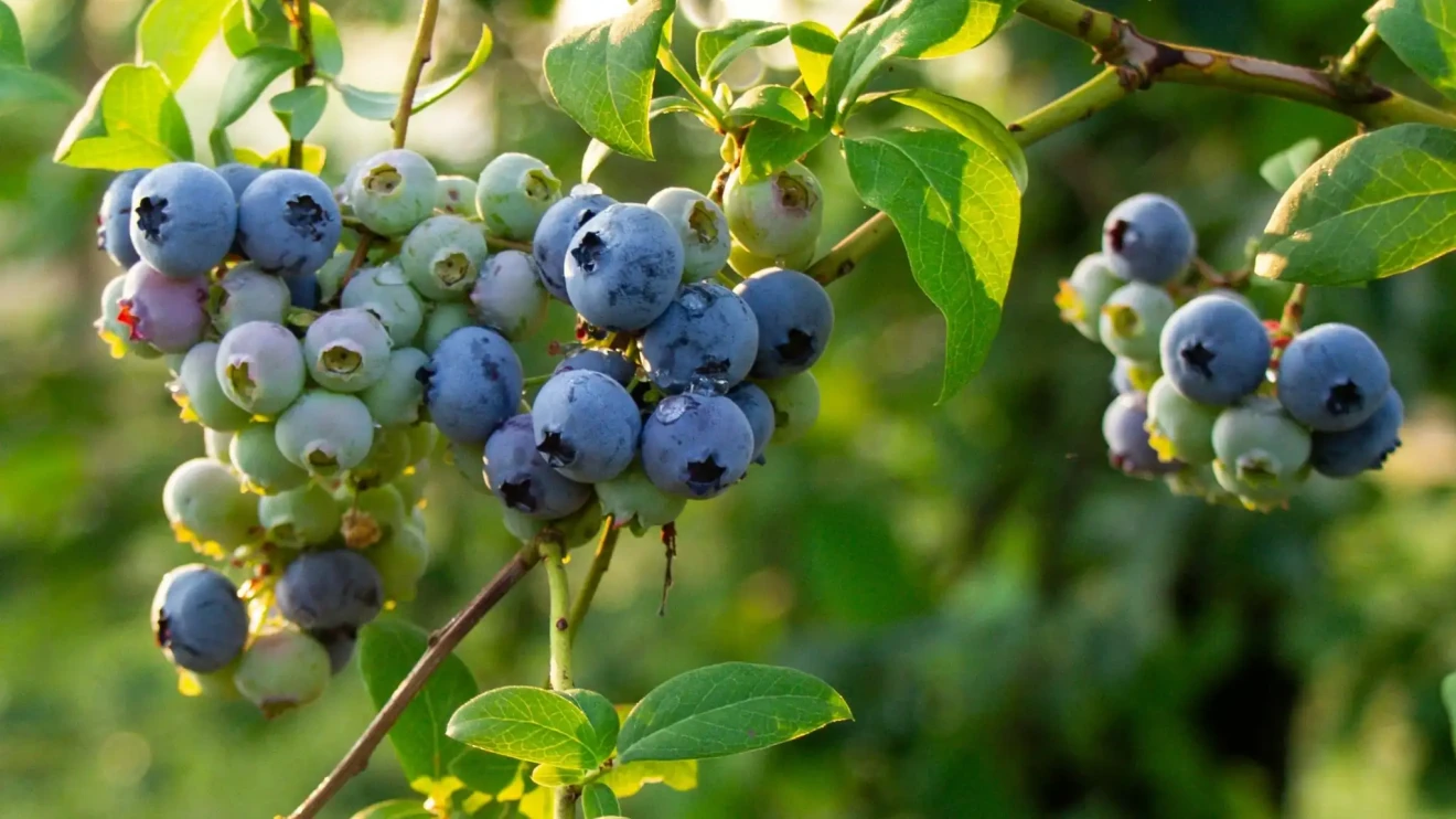 In Portogallo a Santarém il 14° Incontro Nazionale dei Produttori di Mirtilli guarda al futuro del settore-image