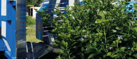 Raccolta meccanica dei mirtilli: qualità, scarti, scelte agronomiche e varietali-image