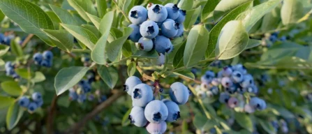 Premium blueberries, quality and wellness rising-image