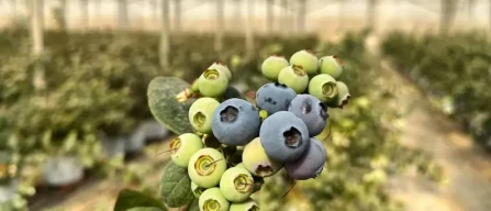 Egypt is emerging as a new key player in the global blueberry market-image