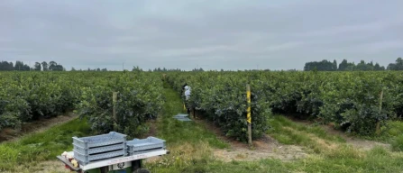 Smart blueberries: how field data translates into profits for the supply chain-image