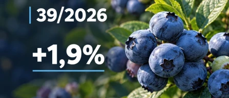 Mirtilli, indice globale dei prezzi: +1,9% nella settimana W39/2026 sui principali mercati internazionali-image