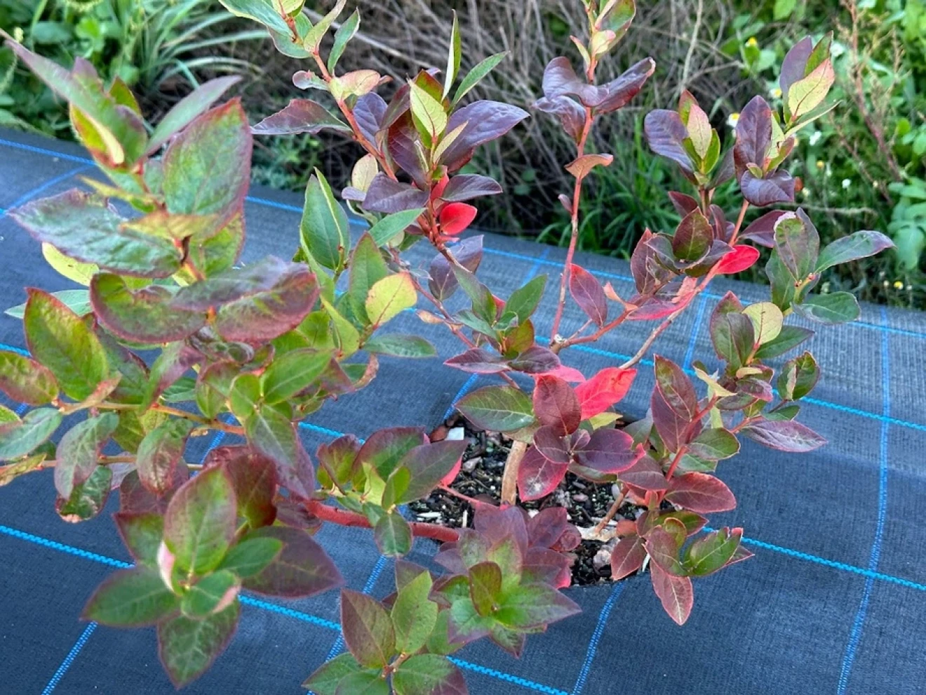 Portugal grew fast. Now It must grow well-image