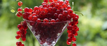 Redcurrant prices plunge: -8.9% in Week 47/2025 across online retail-image