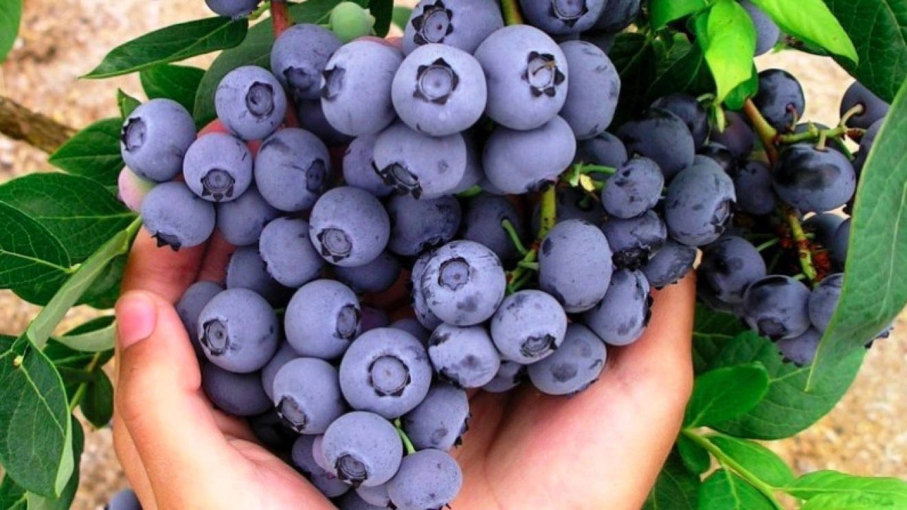 Duke blueberries: balanced nutrition is key in soilless cultivation-image