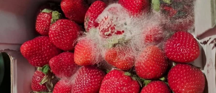 Moldy strawberries: what consumer reviews reveal about berries-image