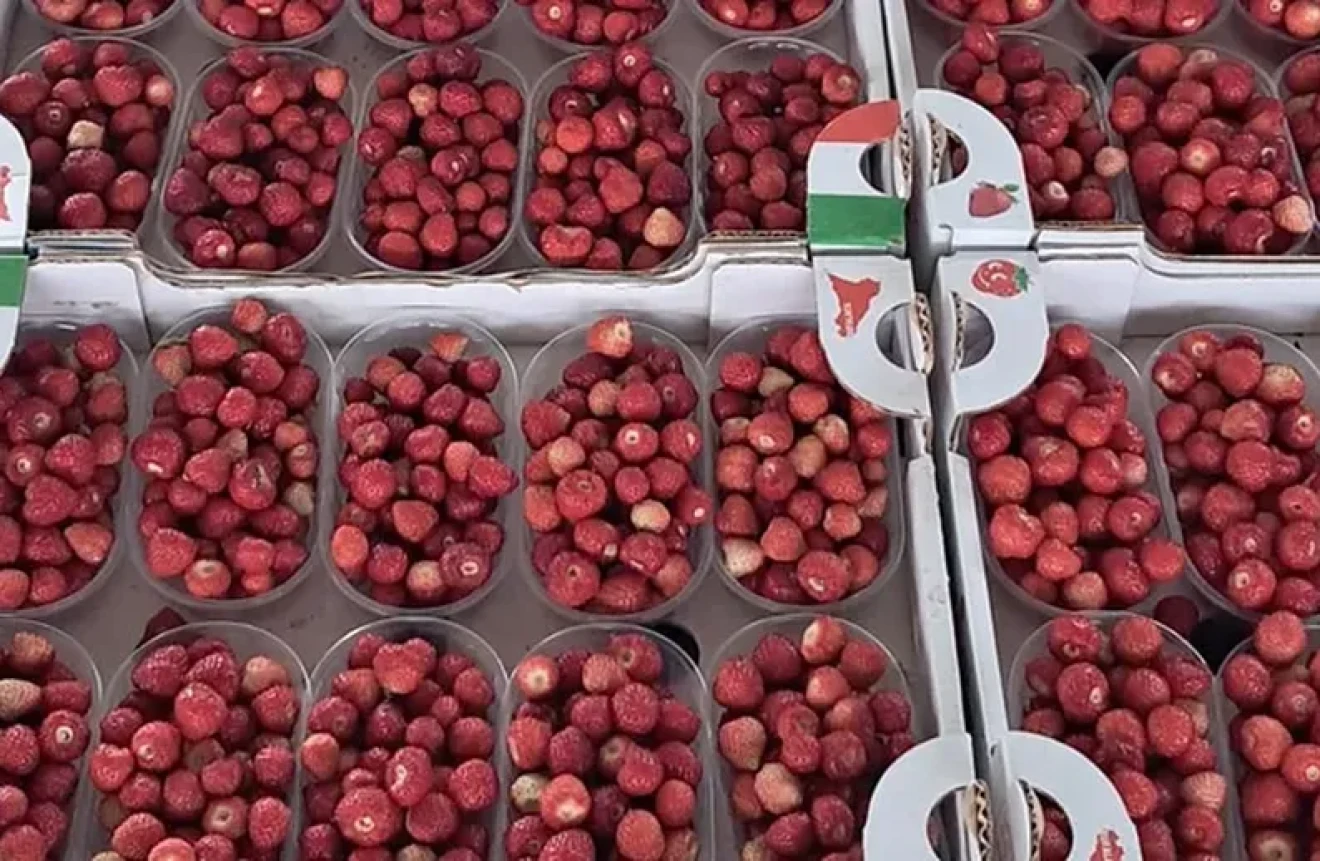 Wild strawberries from Sicily enjoying the strong Christmas market-image