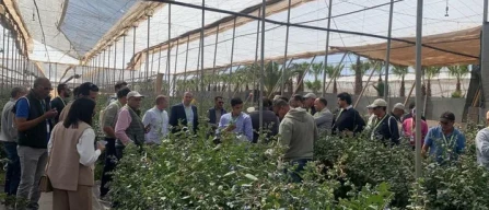 Matías™, a new blueberry variety: large fruit, high resistance and long shelf life-image