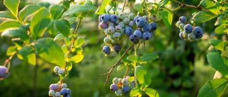 Blueberries in France: rising production, consumer preferences and key strategies for future cultivation-image