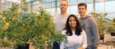 Greenhouse blueberries: Canada’s winter challenge-image
