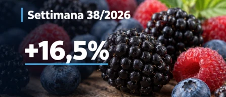 Piccoli frutti in Italia: prezzi GDO online in forte rialzo nella settimana 38/2026, more a +16,5%-image