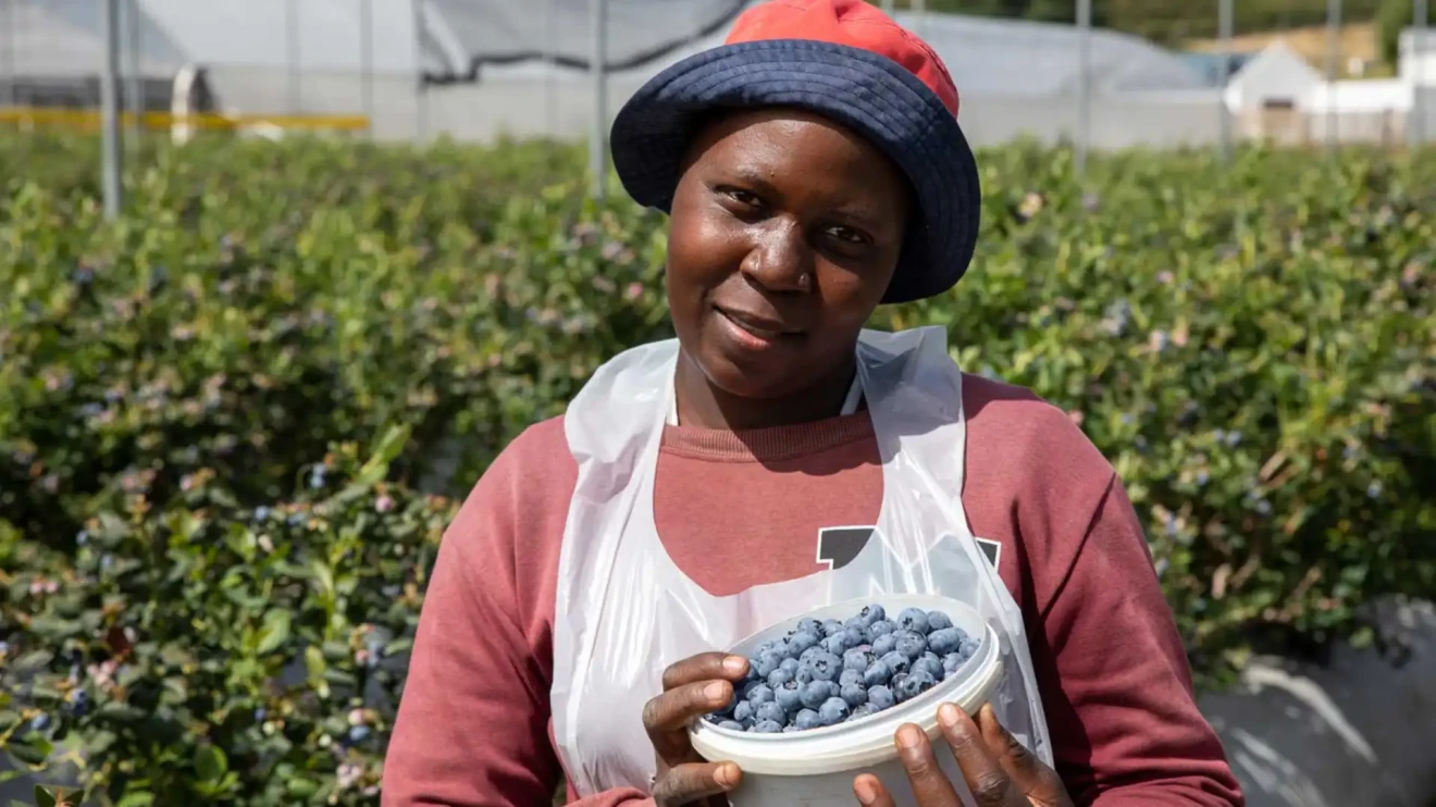 BerriesZA R&D plan to boost berry innovation in South Africa-image